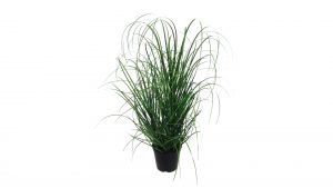 Grasbusch