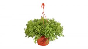 Hängepflanze Goldkreuzkraut senecio aureus