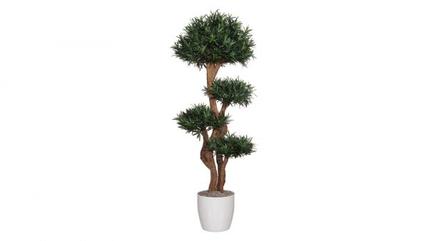 Podocarpusbaum