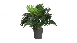 Monstera