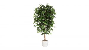 Ficus Benjamini