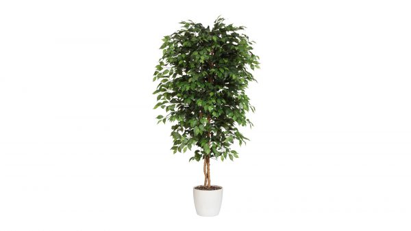 Ficus Benjamini