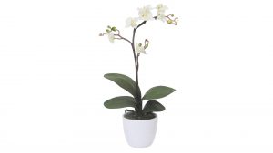 Orchidee Cassandra