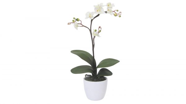 Orchidee Cassandra