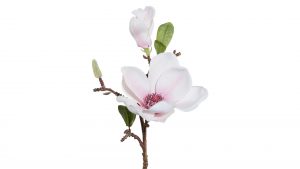Magnolienzweig Lada