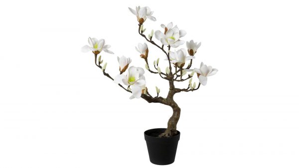 Magnolienbaum Lakie