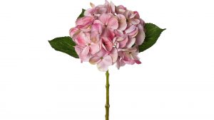 Hortensienblüte Lopez