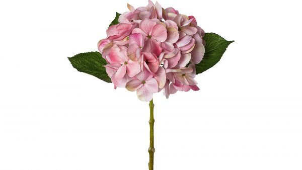 Die Hortensienblüte Lopez zeigt eine einzelne rosafarbene Hortensienblüte mit mehreren Blütenblättern und drei grünen Blättern auf einem langen grünen Stiel vor einem weißen Hintergrund.