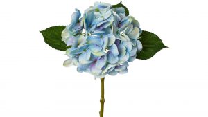 Hortensienblüte Lopez
