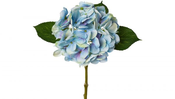 Hortensienblüte Lopez