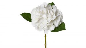 Hortensienblüte Lopez