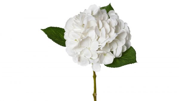 Die Hortensienblüte Lopez zeigt eine einzelne weiße Hortensienblüte mit gebündelten Blütenblättern und zwei grünen Blättern auf einem langen Stiel vor einem weißen Hintergrund.