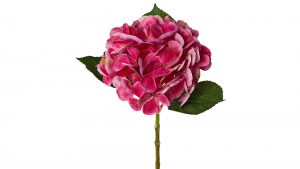 Hortensienblüte Lopez