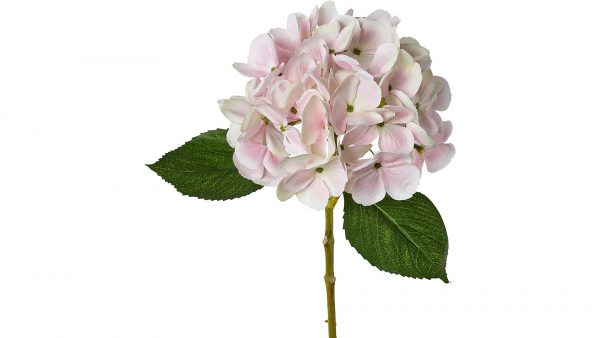 Hortensienblüte Lopez