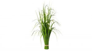 Grasbusch mit Cosmeablüten