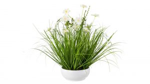 Grasbusch-Schale mit Cosmeablüten