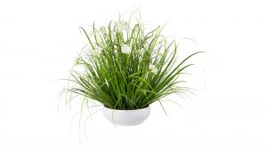 Grasbusch-Schale mit Cosmeablüten