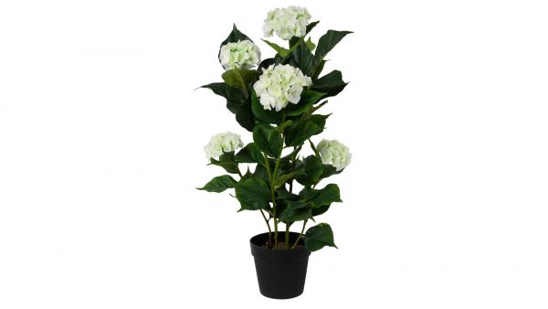 Hortensienpflanze