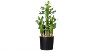 Kaktus Euphorbia