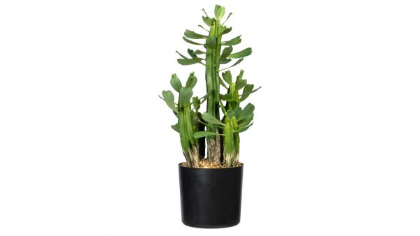Kaktus Euphorbia