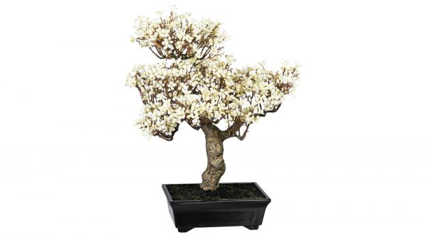 Chinesischer Winterblütenbonsai