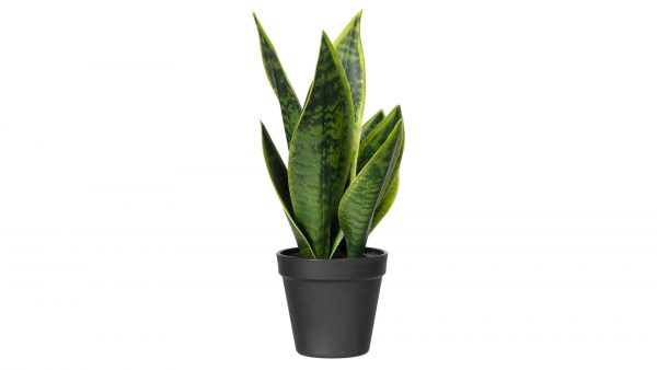 Bogenhanf Sanseveria
