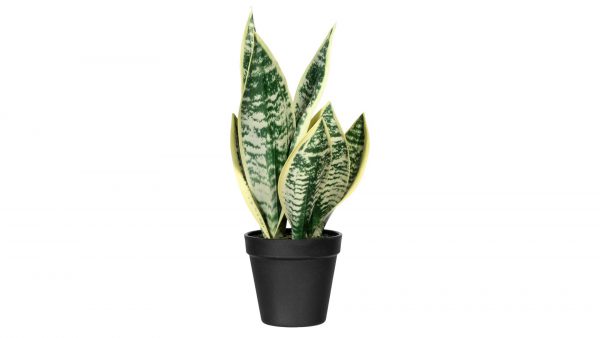 Bogenhanf Sanseveria