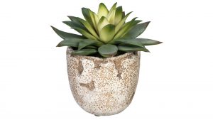 Kaktus Echeveria purpursorum
