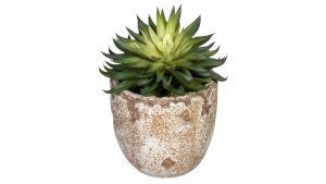Kaktus Echeveria affinis