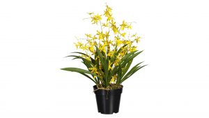 Orchidee Oncydie Dancing Queen