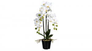 Orchidee Phalaenopsis