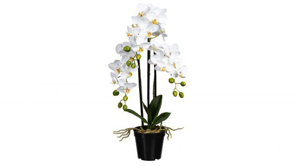 Orchidee Phalaenopsis
