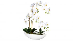 Orchidee Phalaenopsis