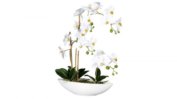 Orchidee Phalaenopsis