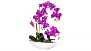 Orchidee Phalaenopsis