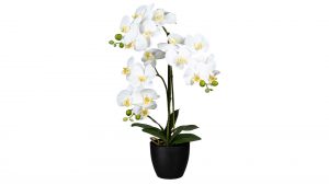 Orchidee Phalaenopsis