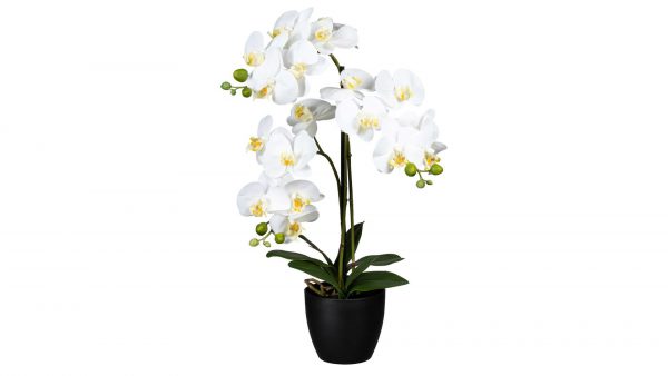 Orchidee Phalaenopsis