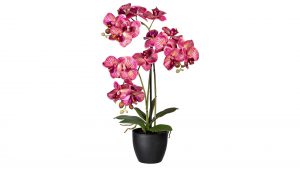 Orchidee Phalaenopsis