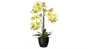 Orchidee Phalaenopsis