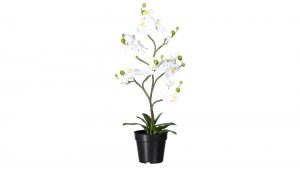 Orchidee Phalaenopsis
