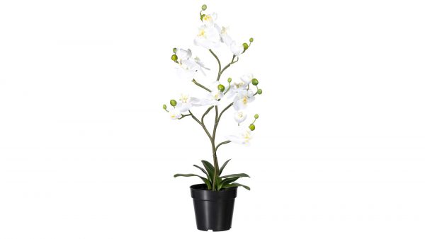 Orchidee Phalaenopsis