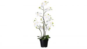 Orchidee Phalaenopsis