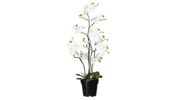 Orchidee Phalaenopsis