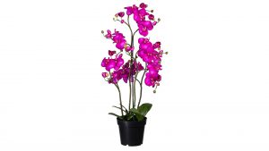 Orchidee Phalaenopsis