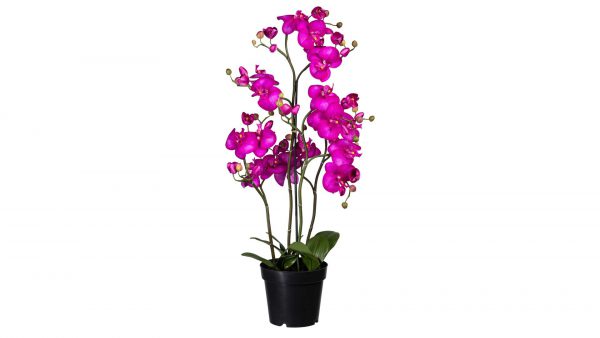 Orchidee Phalaenopsis
