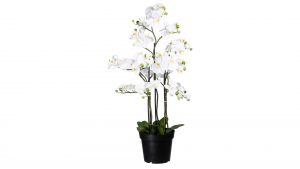 Orchidee Phalaenopsis