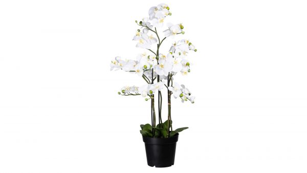 Die Orchidee Phalaenopsis ist eine hohe künstliche Orchideenpflanze mit weißen Blüten, grünen Knospen und breiten Blättern in einem schwarzen Topf, der vor einem schlichten weißen Hintergrund steht.