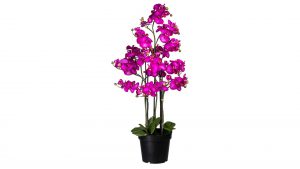 Orchidee Phalaenopsis