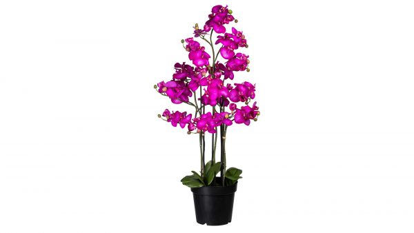 Orchidee Phalaenopsis