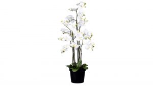 Orchidee Phalaenopsis